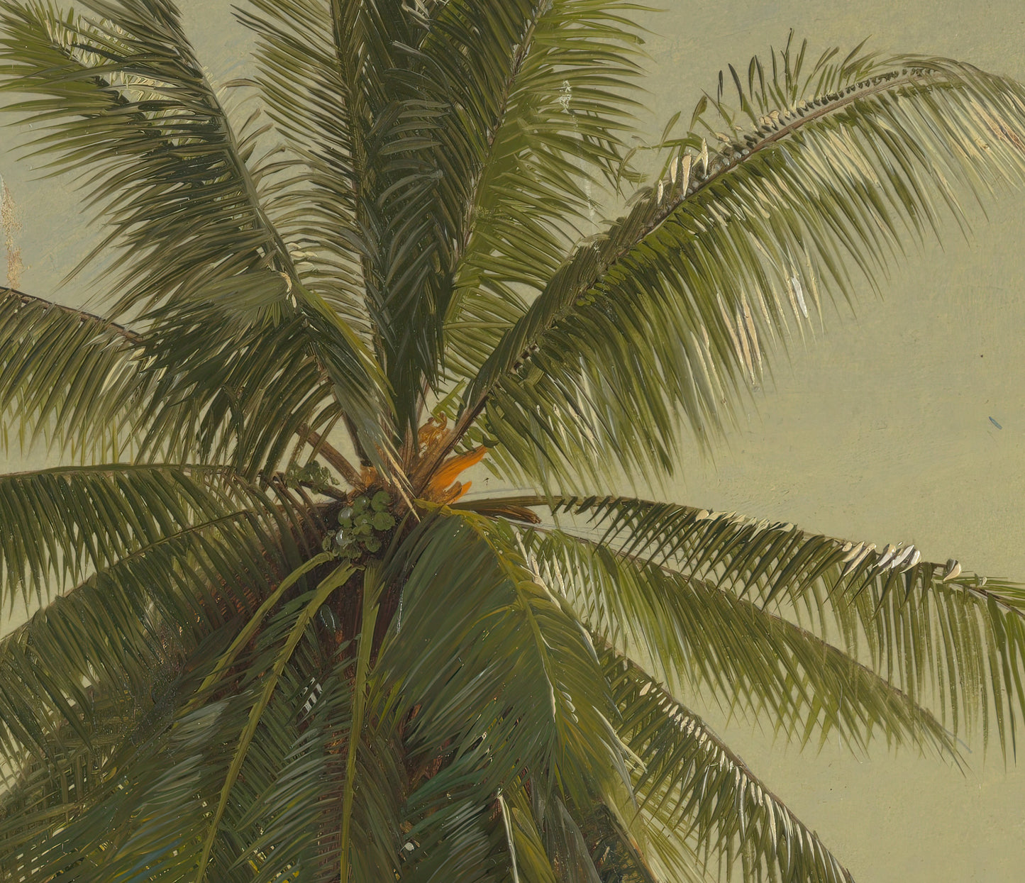 Palm Tree, West Indies