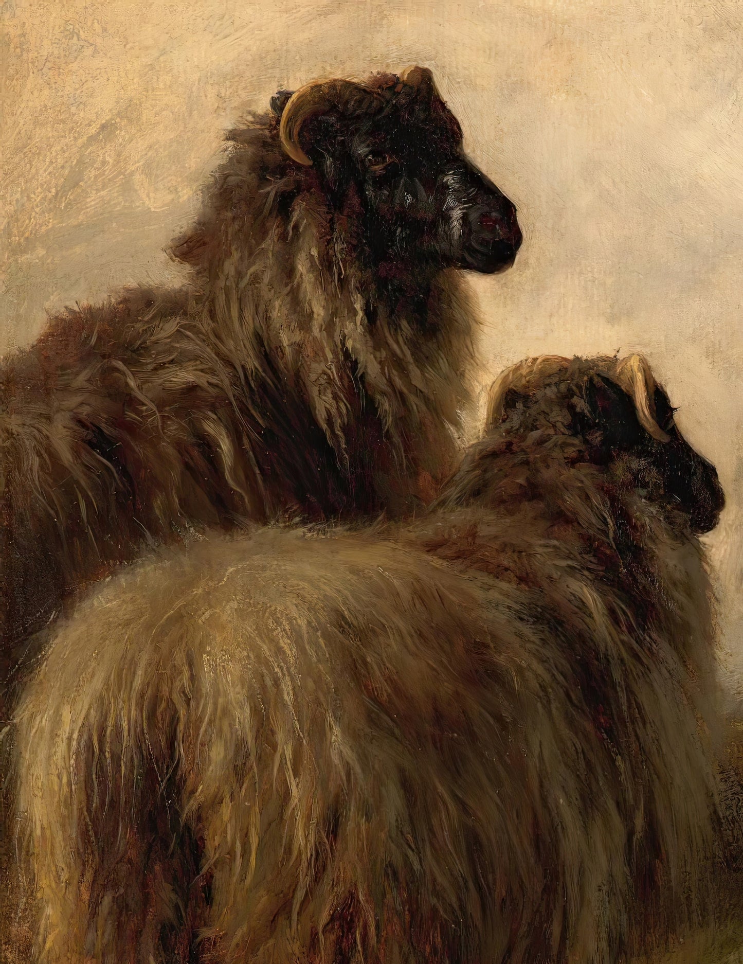 Three Woolly Sheep
