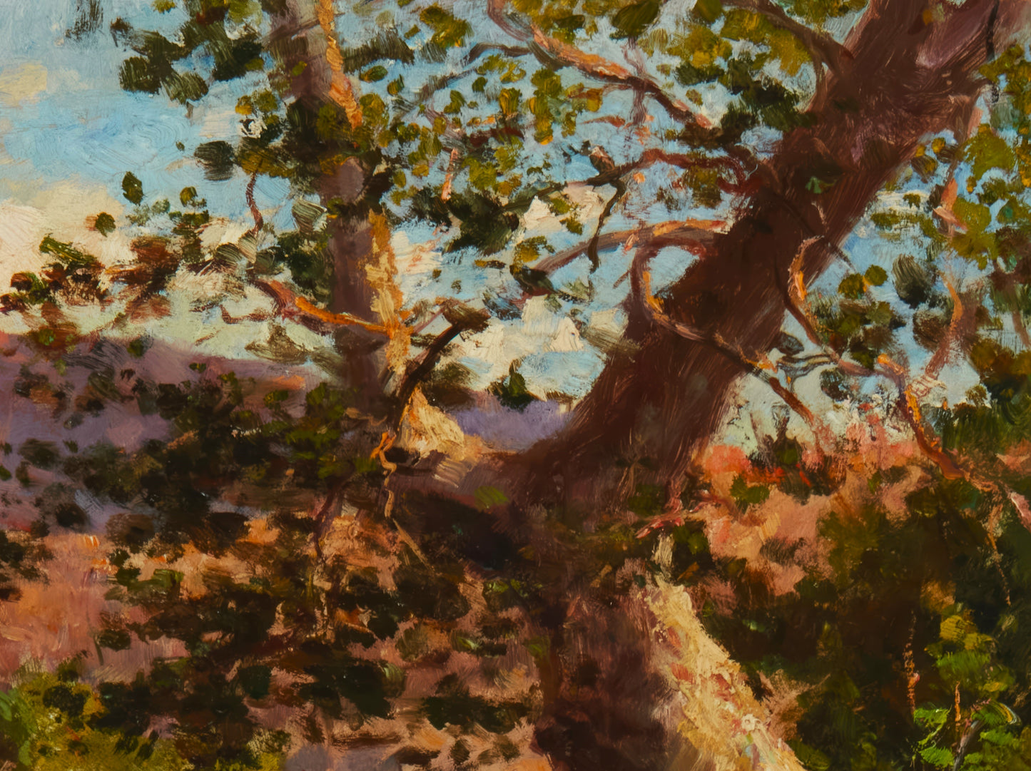 Sycamore Tree in a Canyon