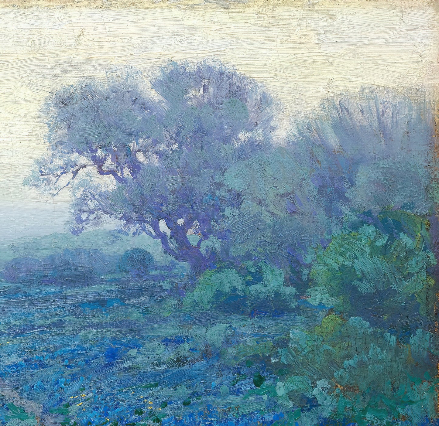 Bluebonnets at Sunrise