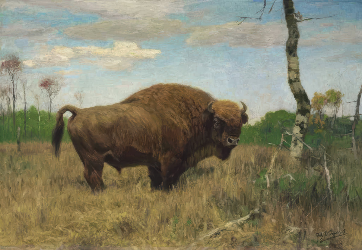 A Bison