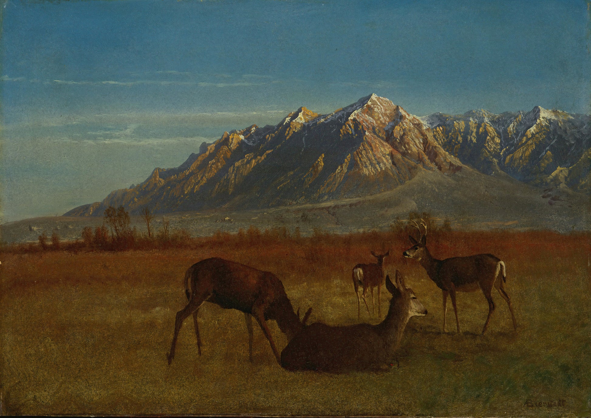 Deer in Mountain