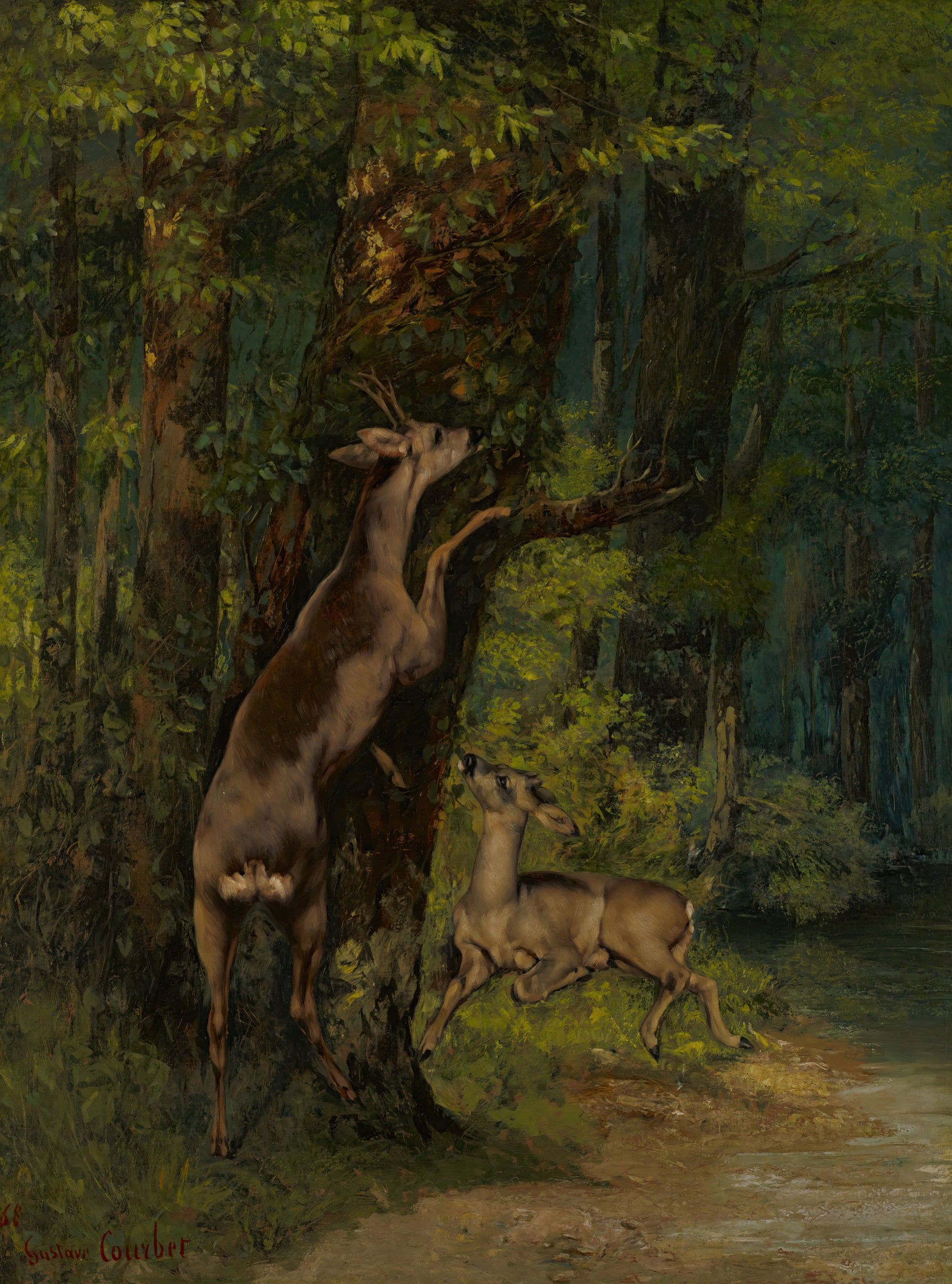 Deer in the Forest