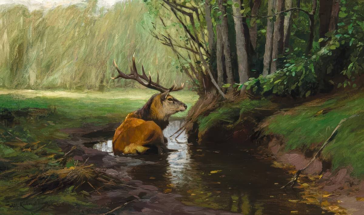 Deer in the Stream