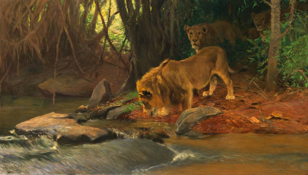 Lions at the Jungle Stream