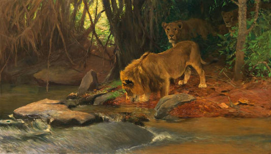 Lions at the Jungle Stream
