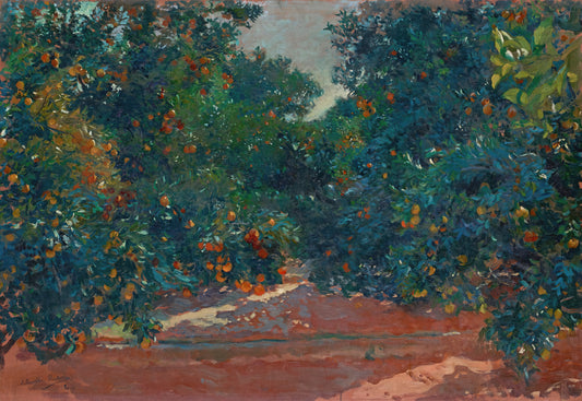 Orange Trees in Alcira