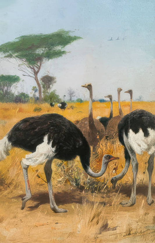 Ostrich Herd