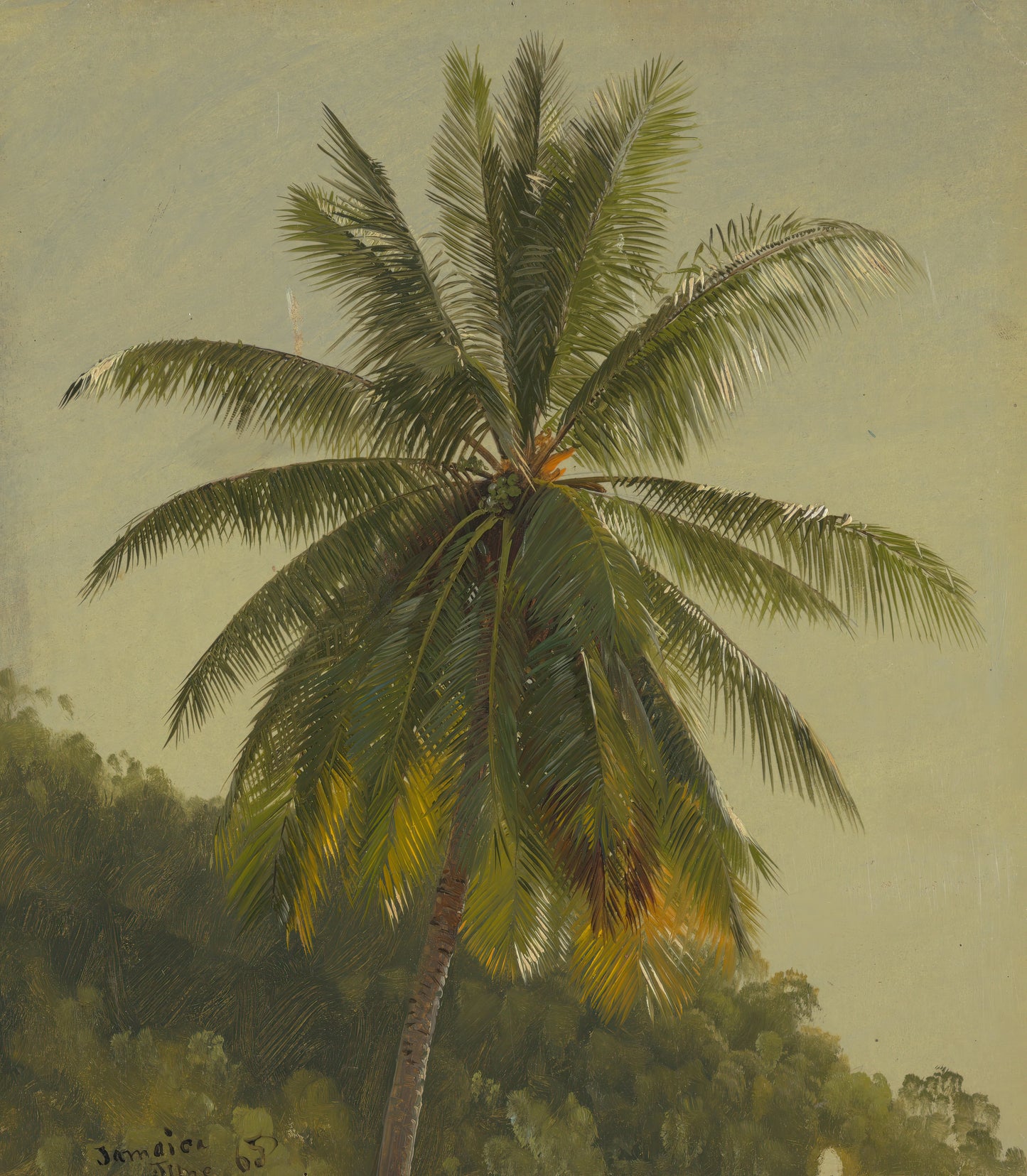 Palm Tree, West Indies