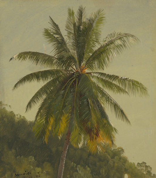 Palm Tree, West Indies