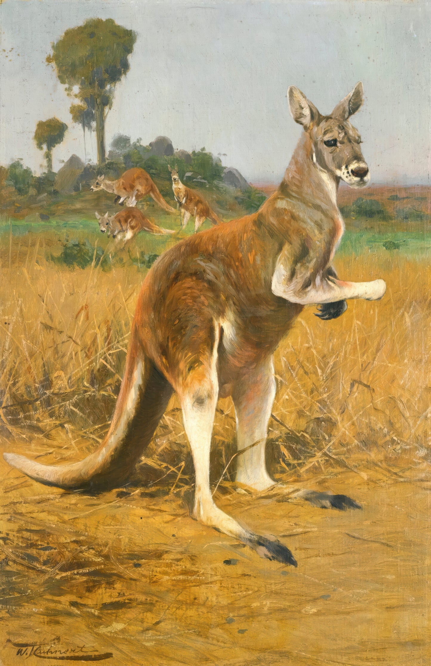 Red Kangaroos in the Outback