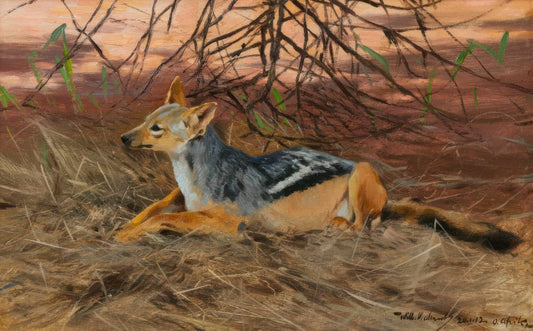 Resting Jackal