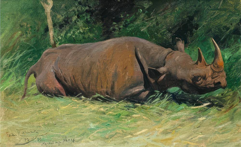 Rhino