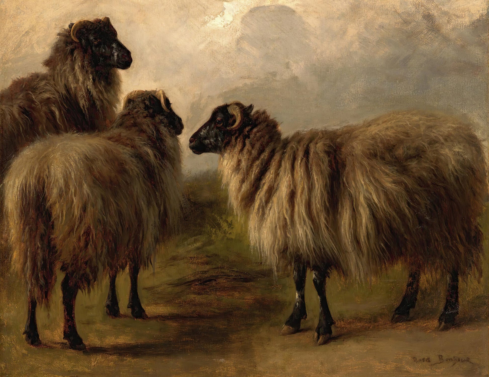 Three Woolly Sheep