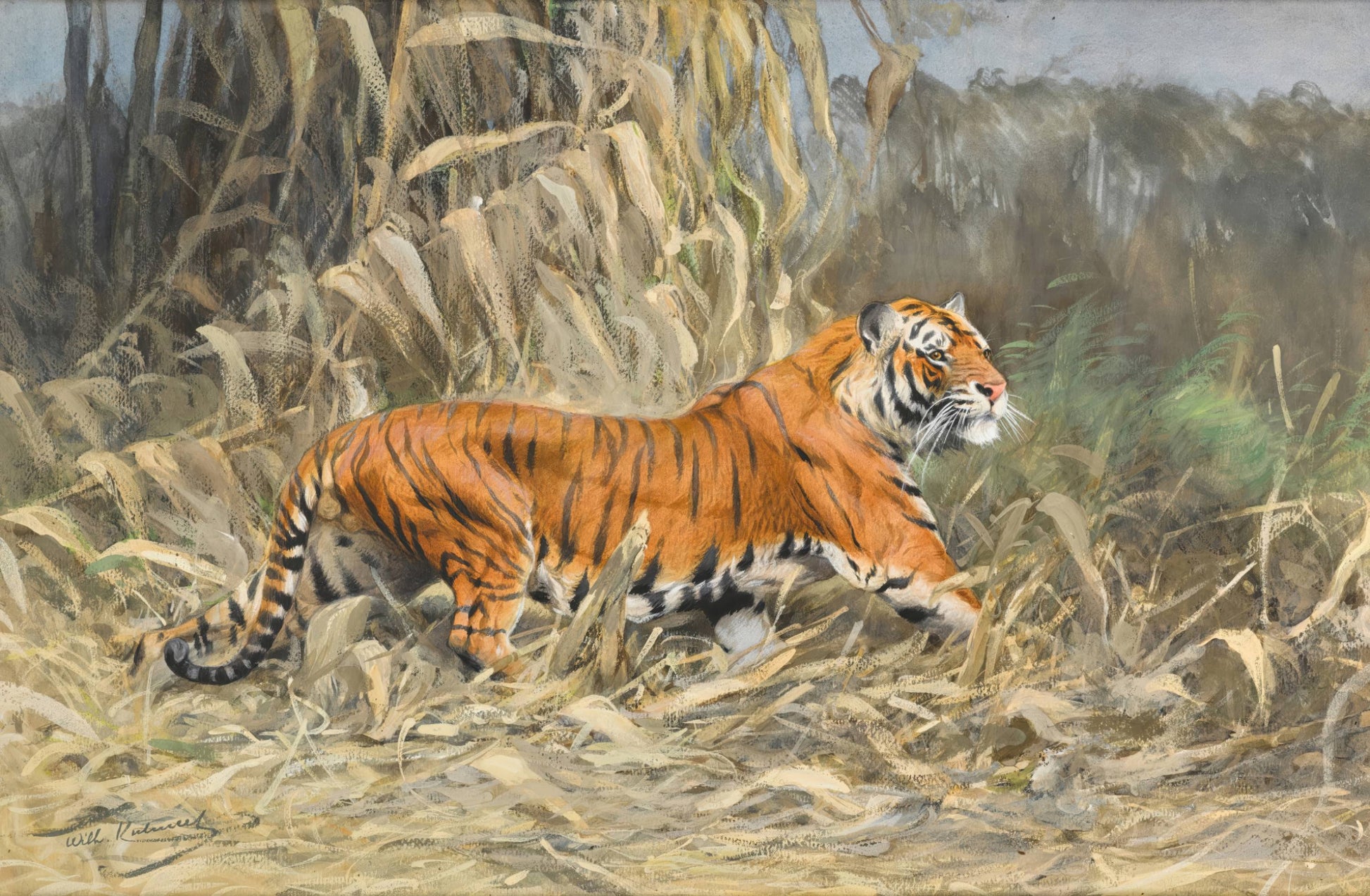 Tiger
