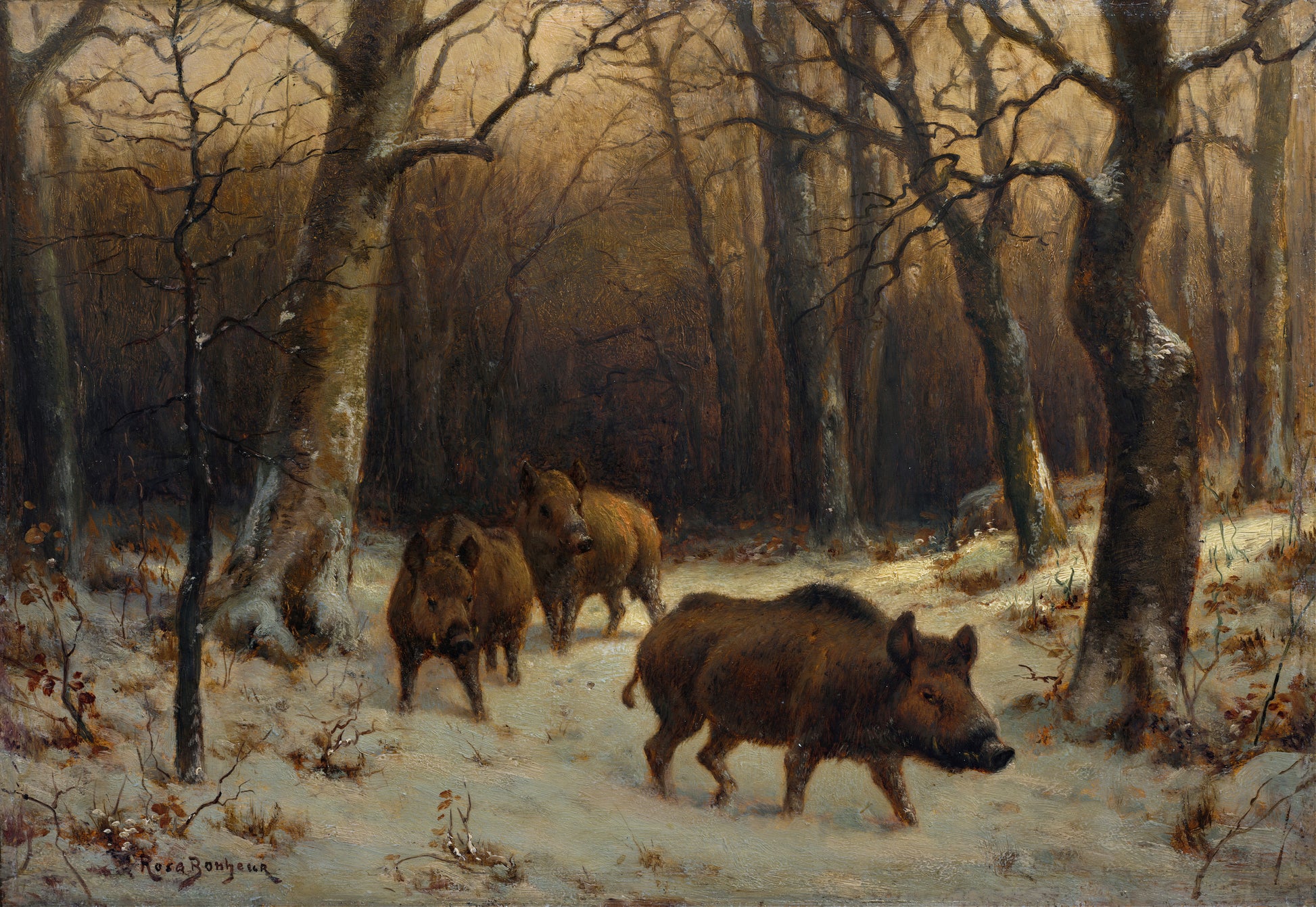 Wild Boars in the Snow