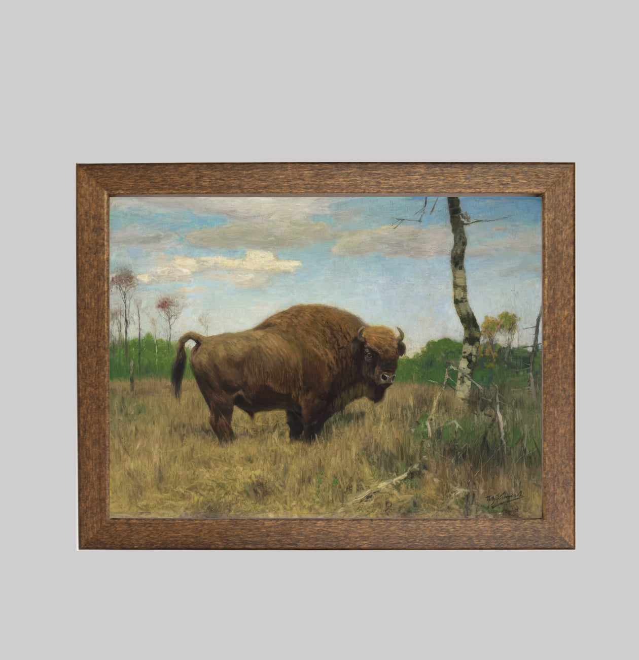 A Bison