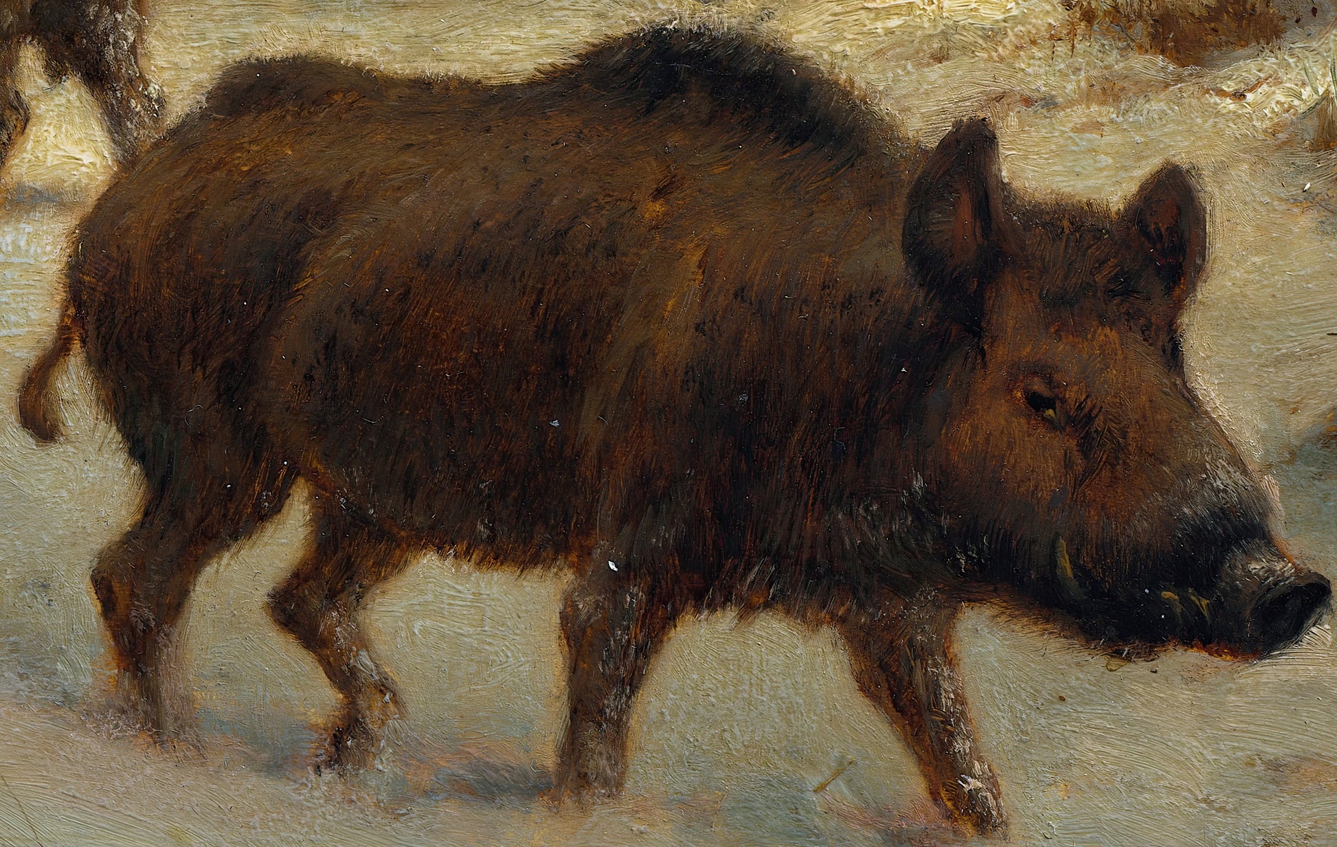 Wild Boars in the Snow
