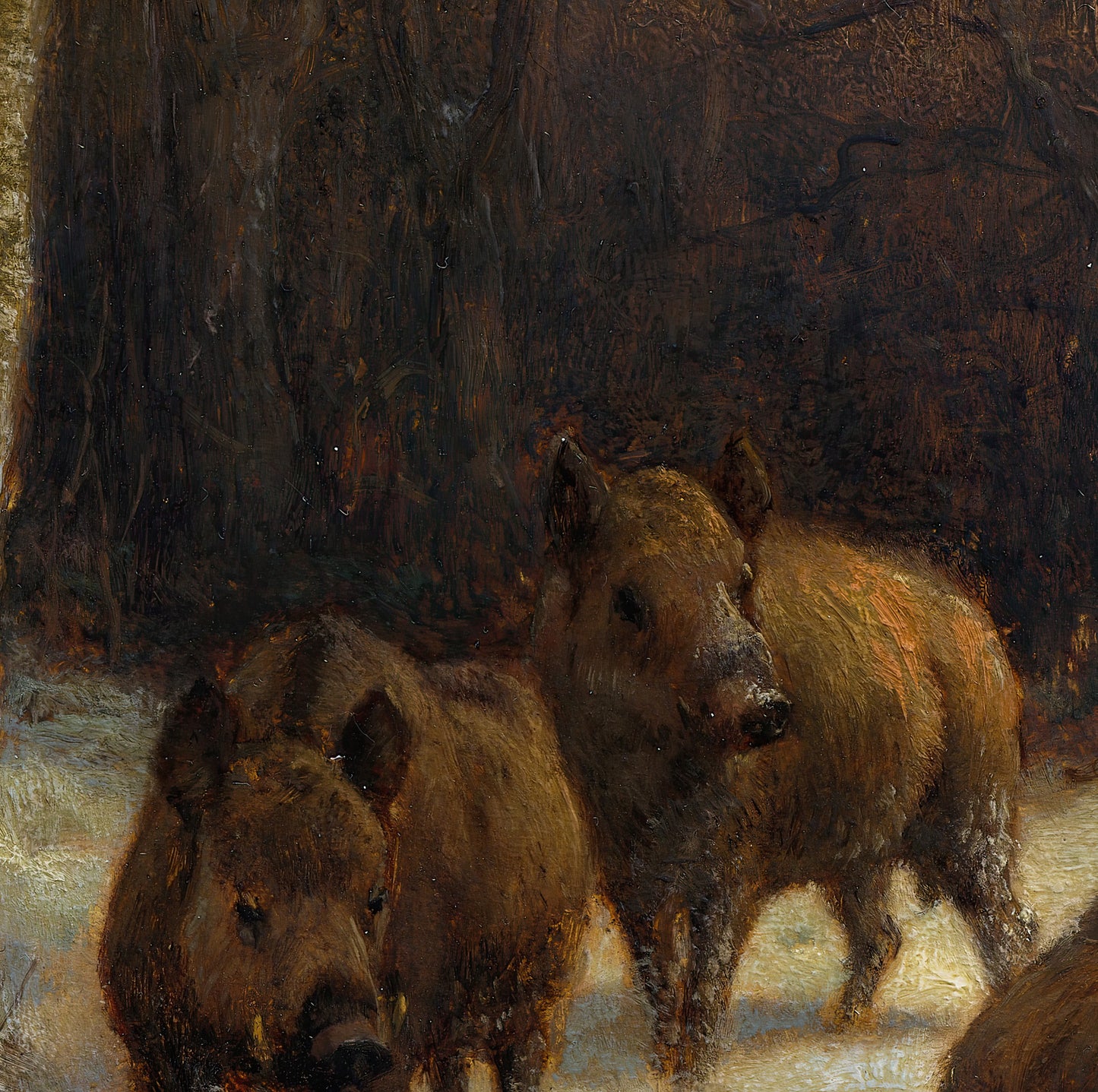 Wild Boars in the Snow
