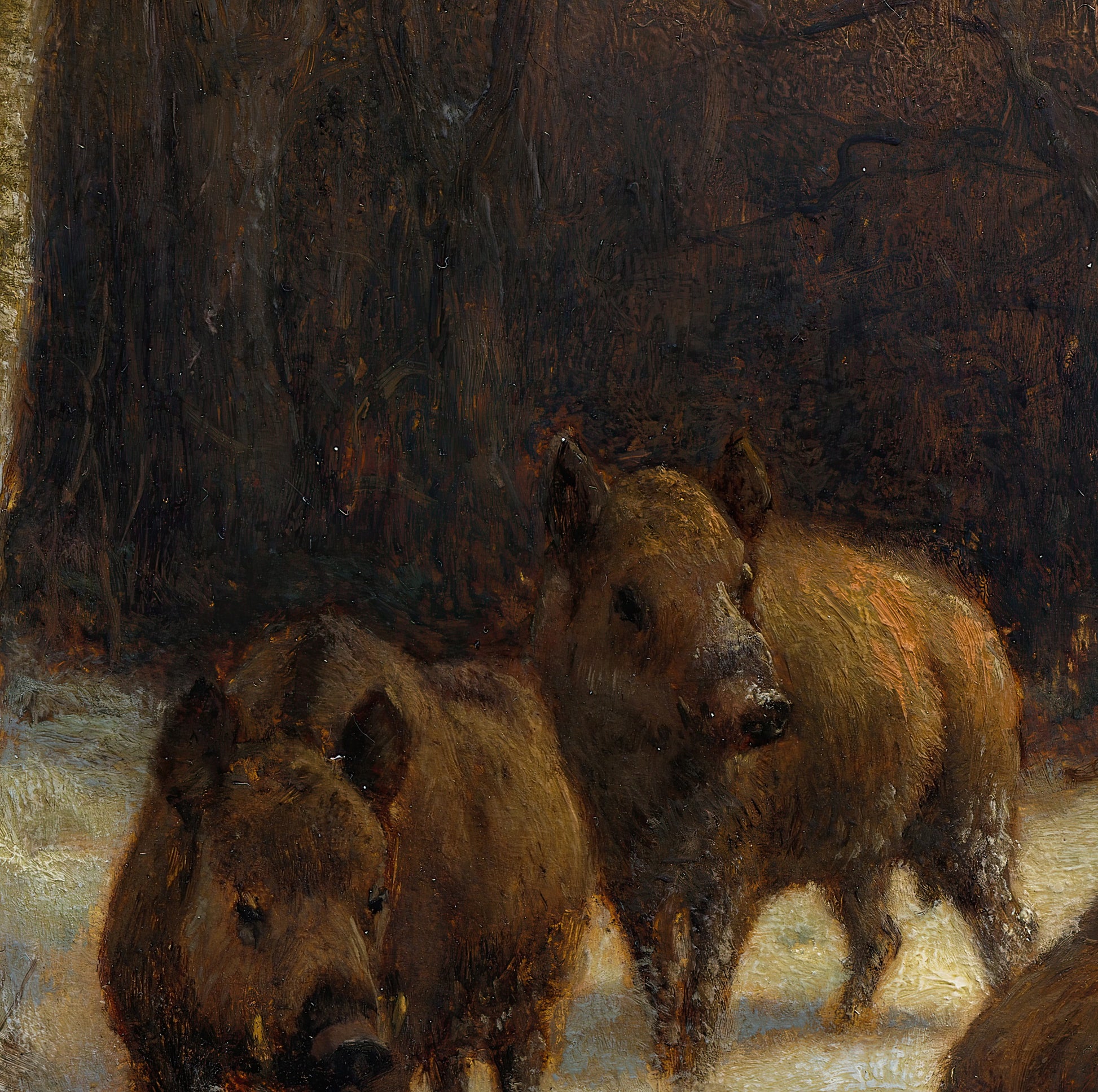 Wild Boars in the Snow