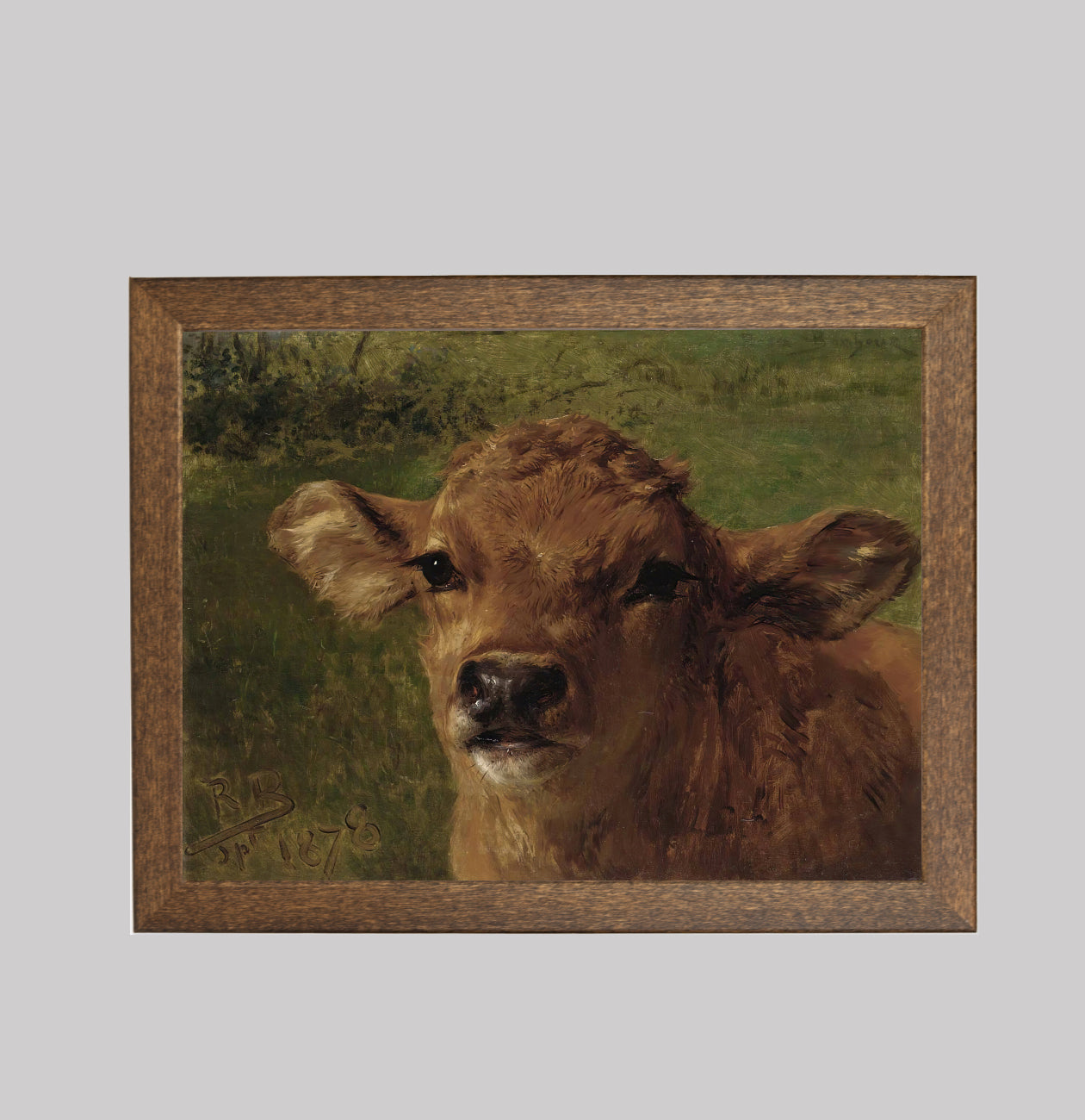 Head of a Calf