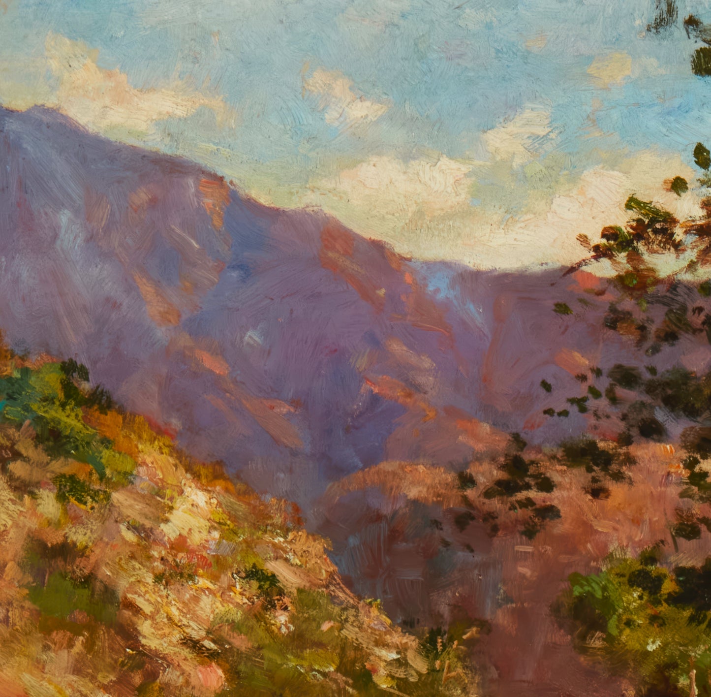 Sycamore Tree in a Canyon