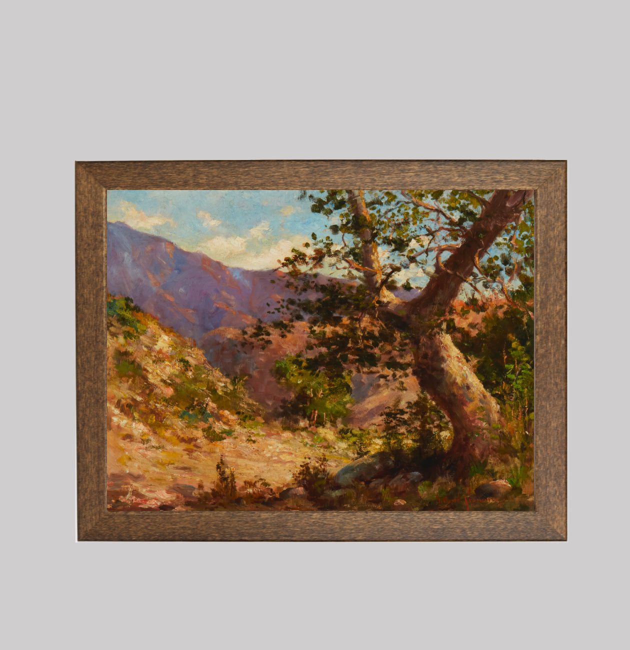 Sycamore Tree in a Canyon