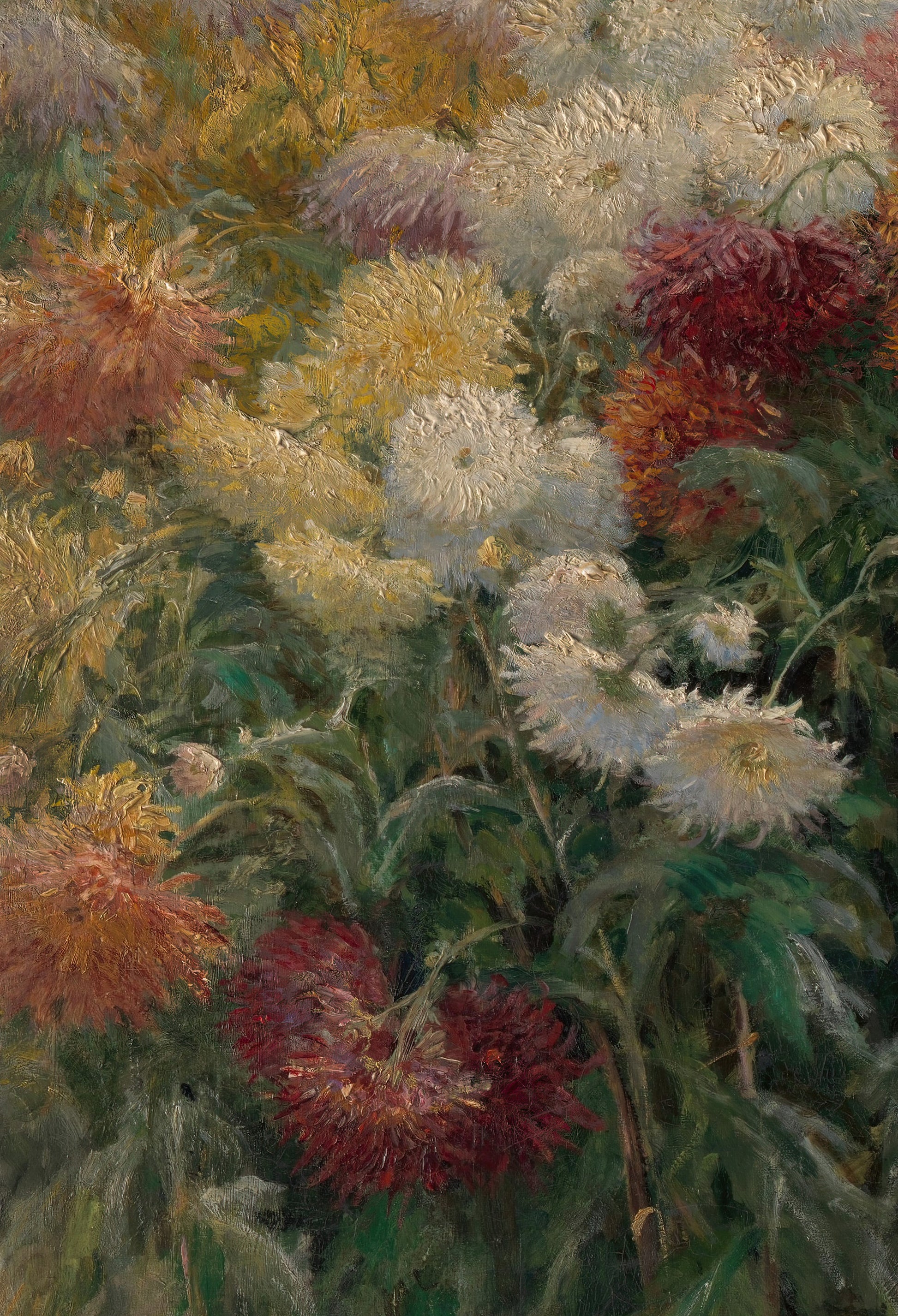 Chrysanthemums in the Garden at Petit-Gennevilliers