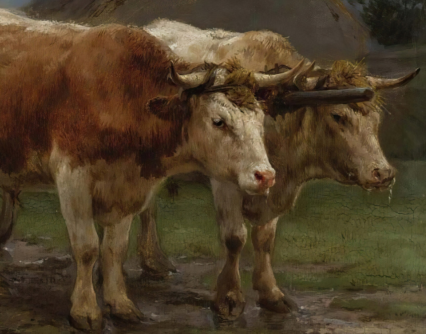 Oxen Pulling a Cart