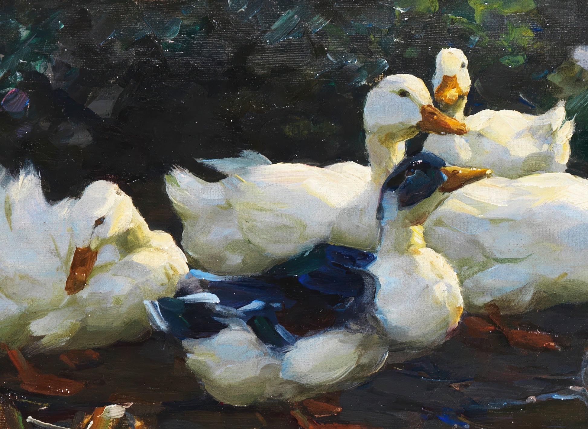 Ducks with Chicks in the Water