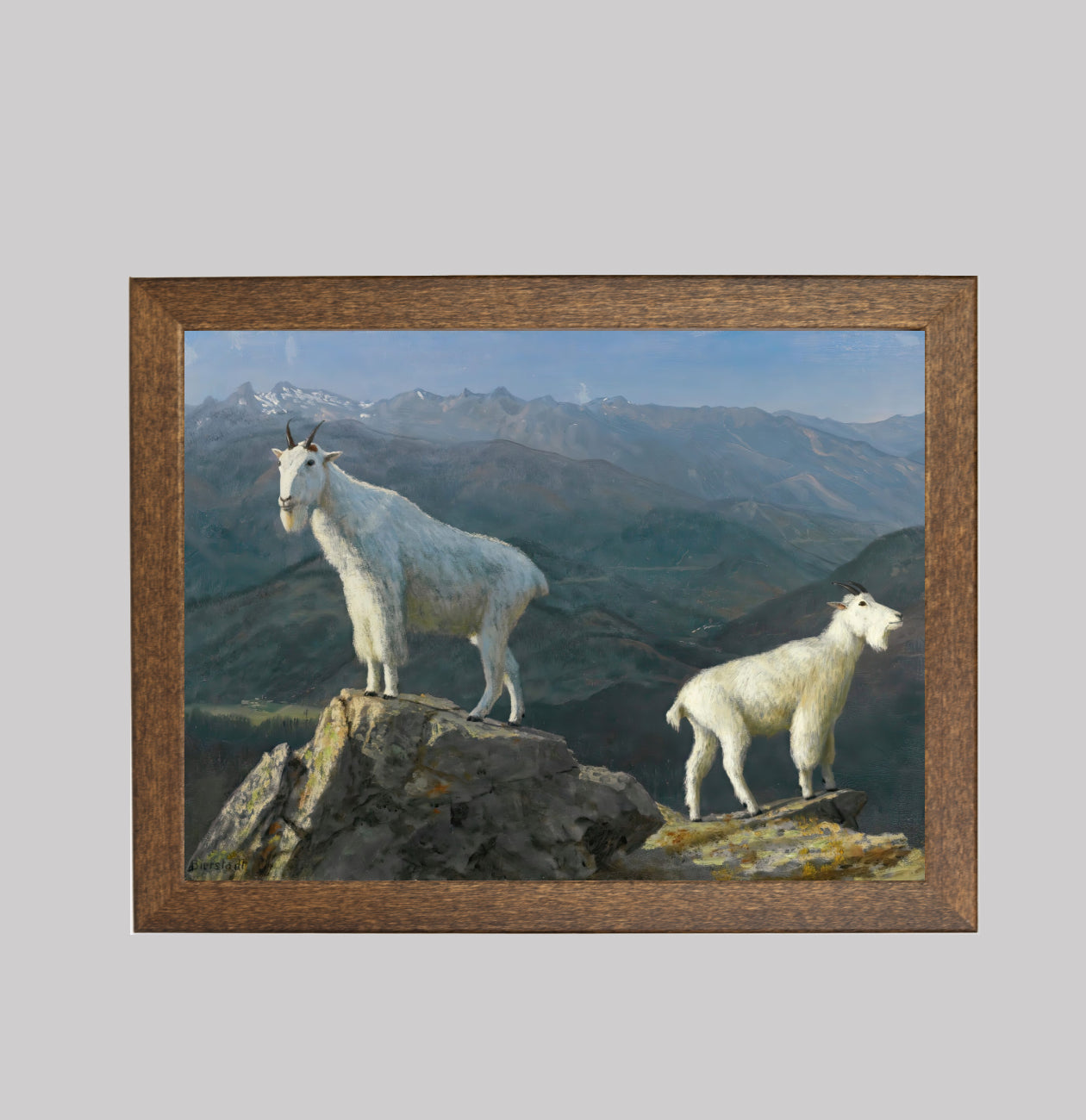 Mountain Goats