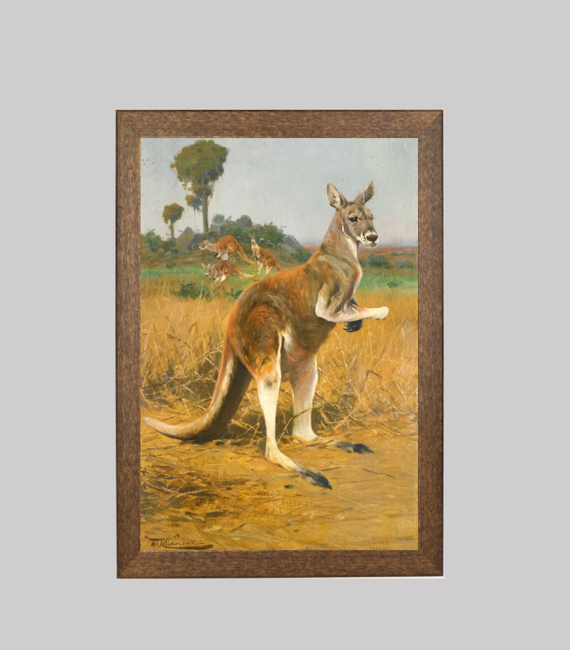 Red Kangaroos in the Outback