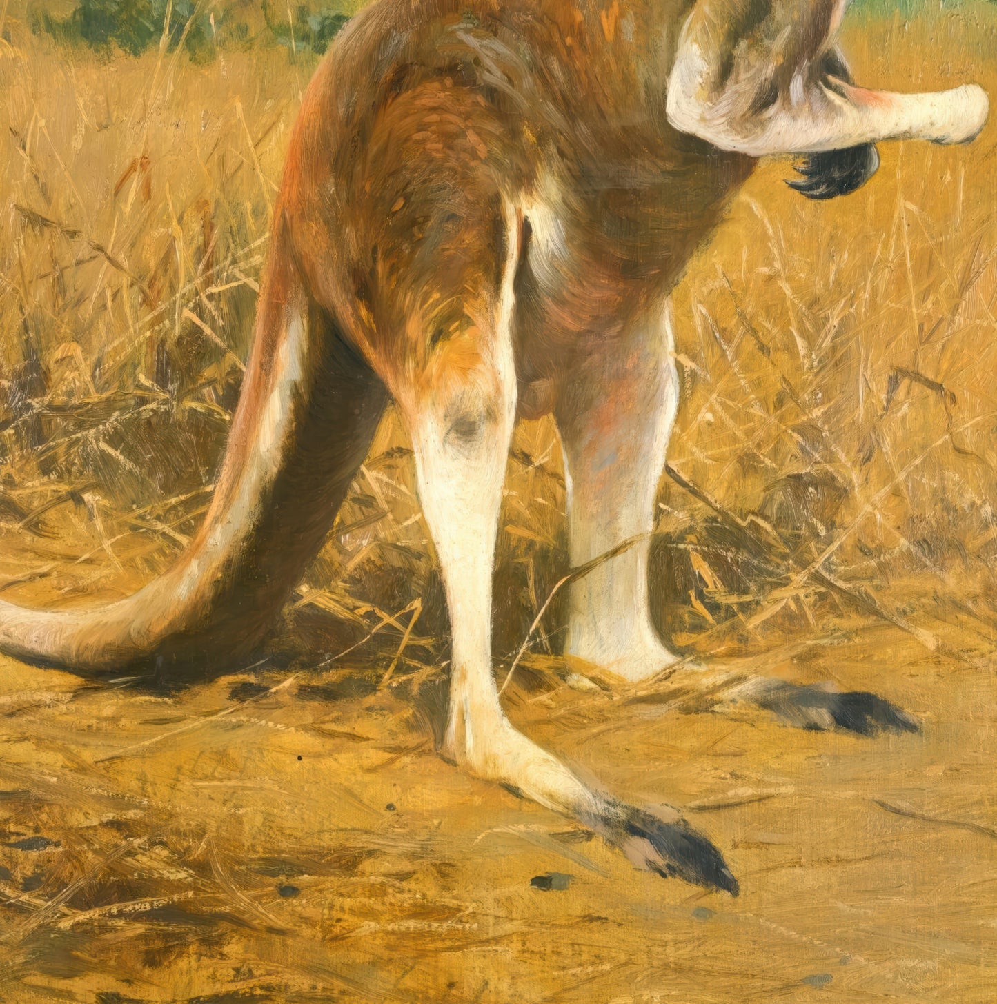 Red Kangaroos in the Outback