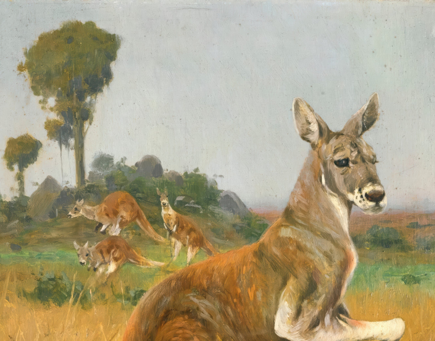 Red Kangaroos in the Outback