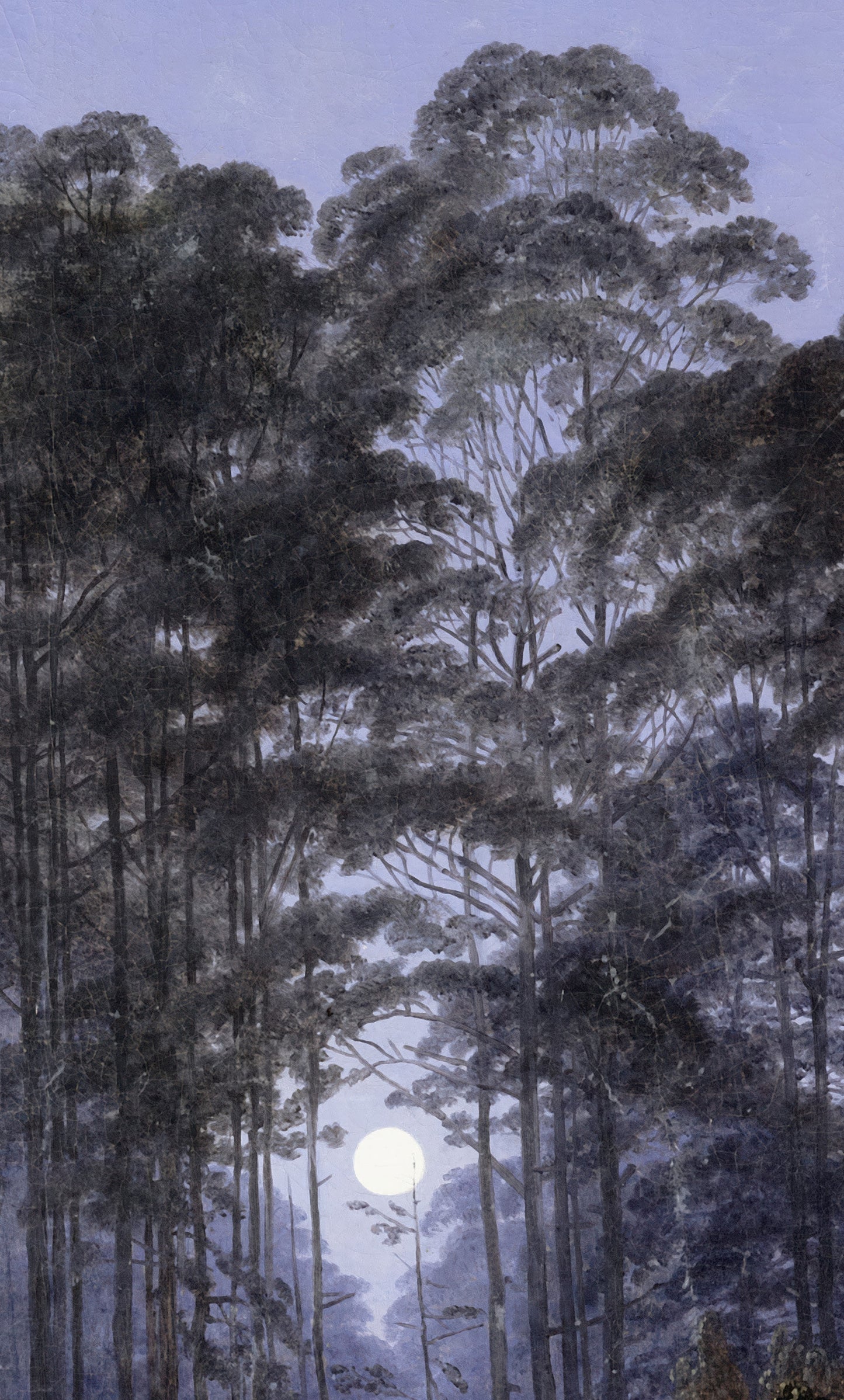 Inside the Forest in the Moonlight