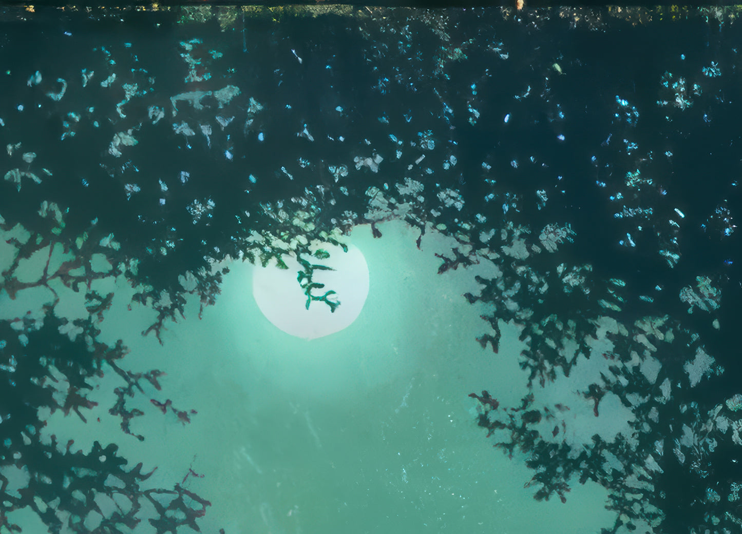 Fairies and Full Moon