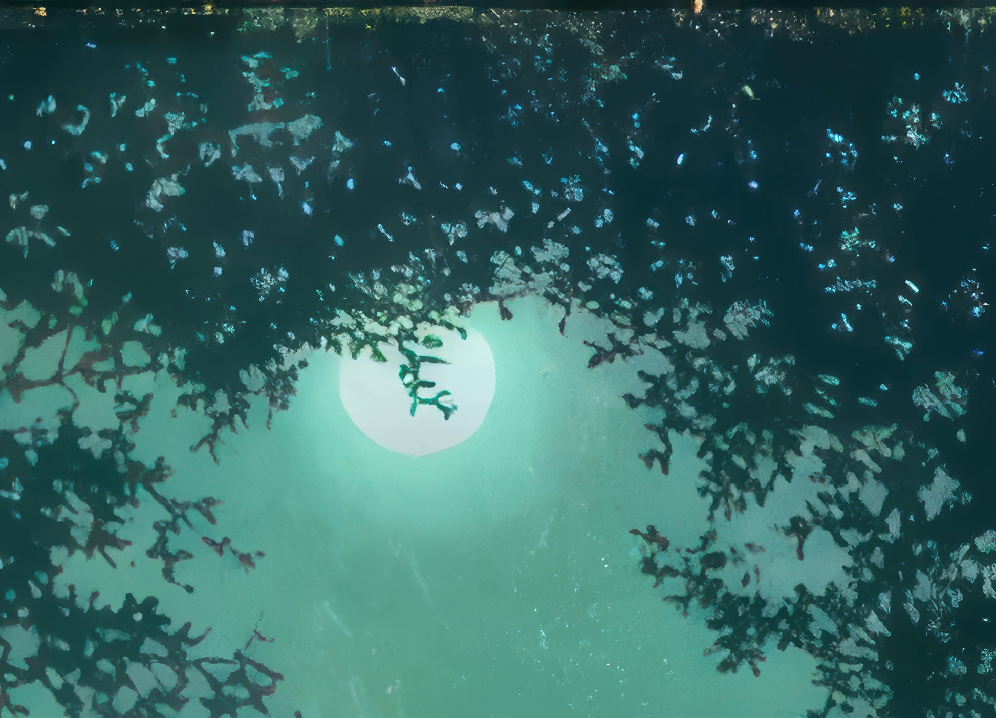 Fairies and Full Moon