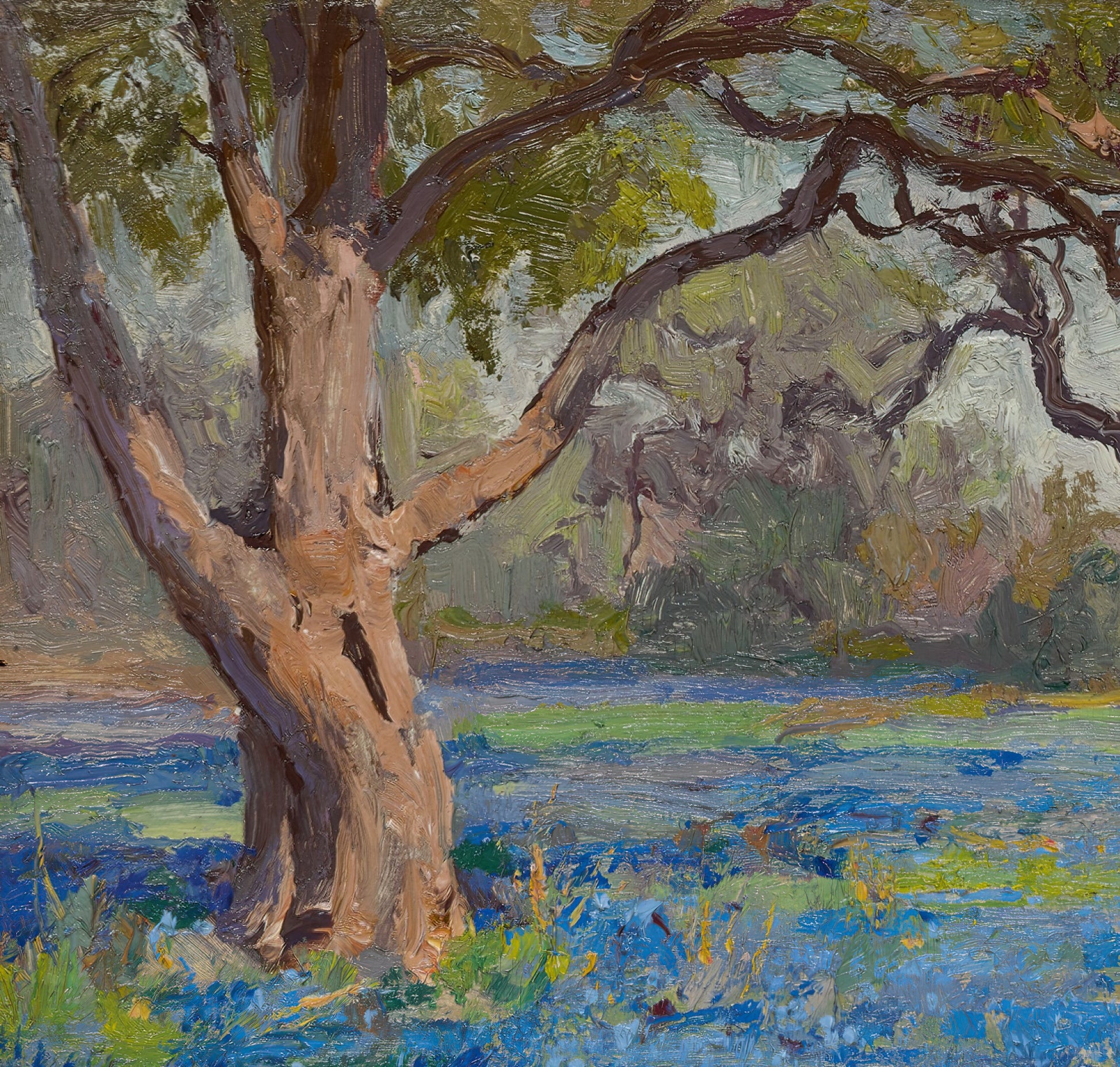 A Field of Blue Bonnets