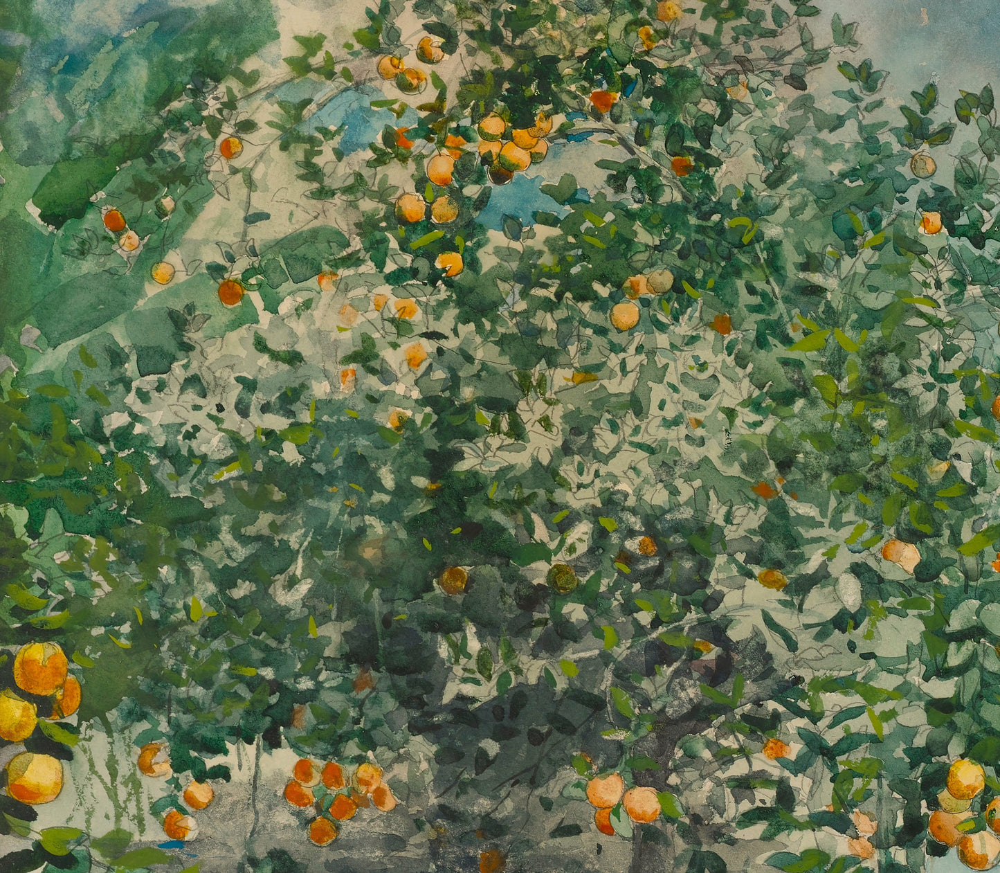 Orange Trees and Gate