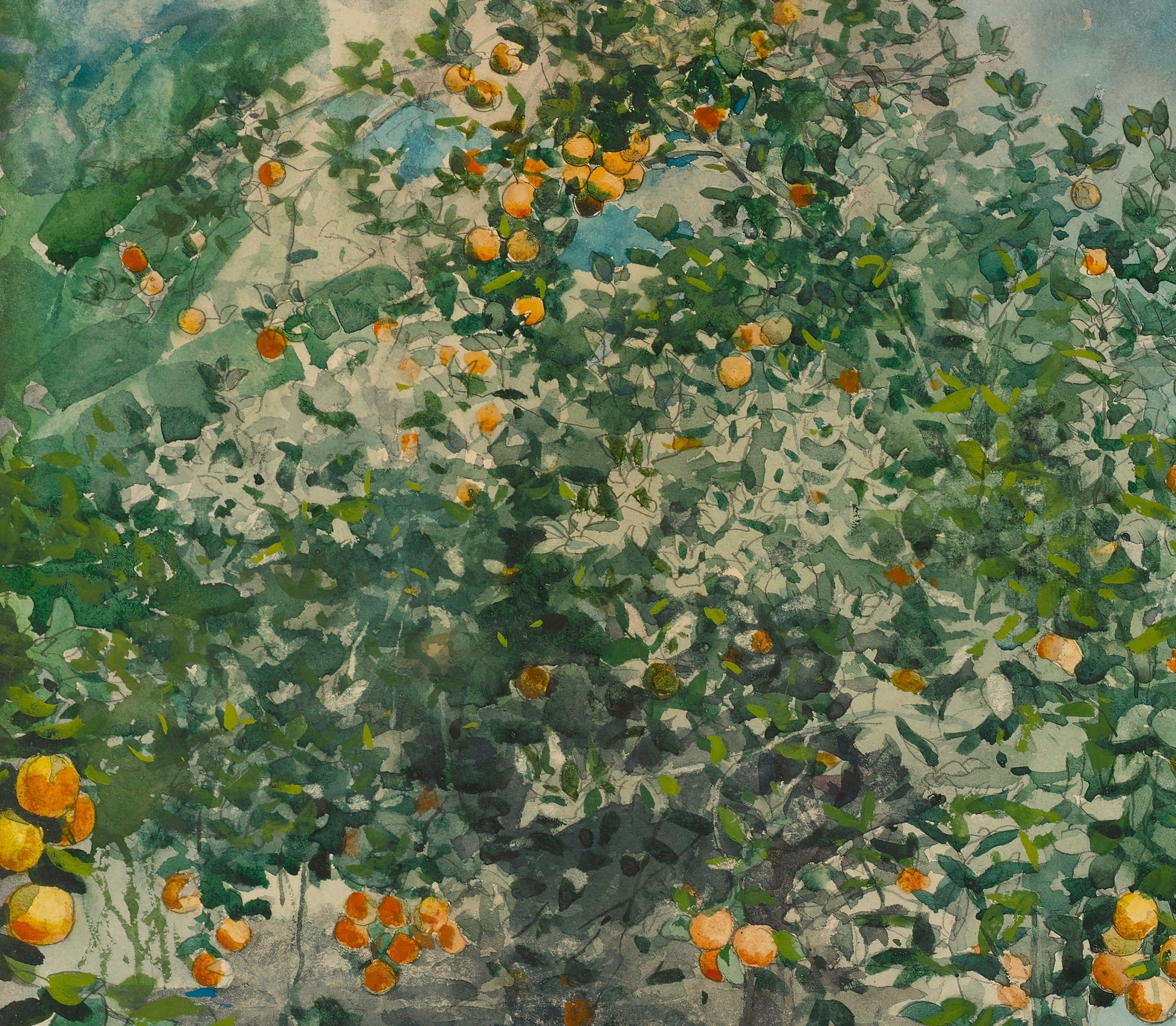 Orange Trees and Gate