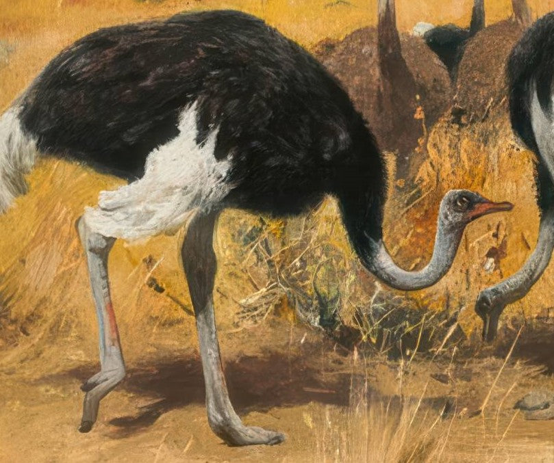 Ostrich Herd