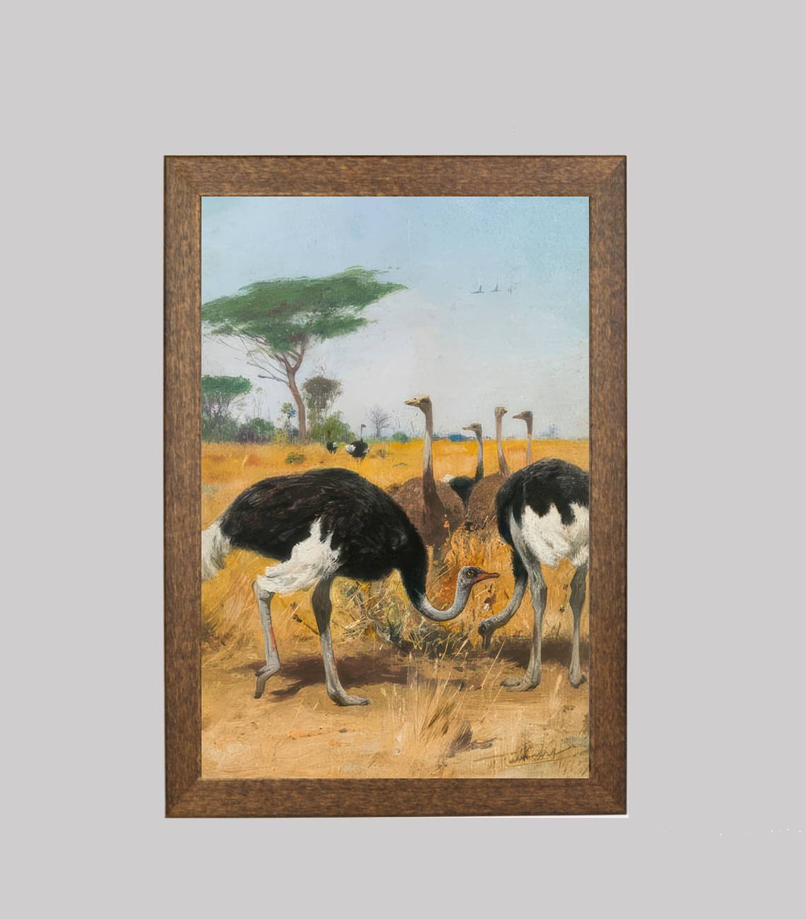 Ostrich Herd
