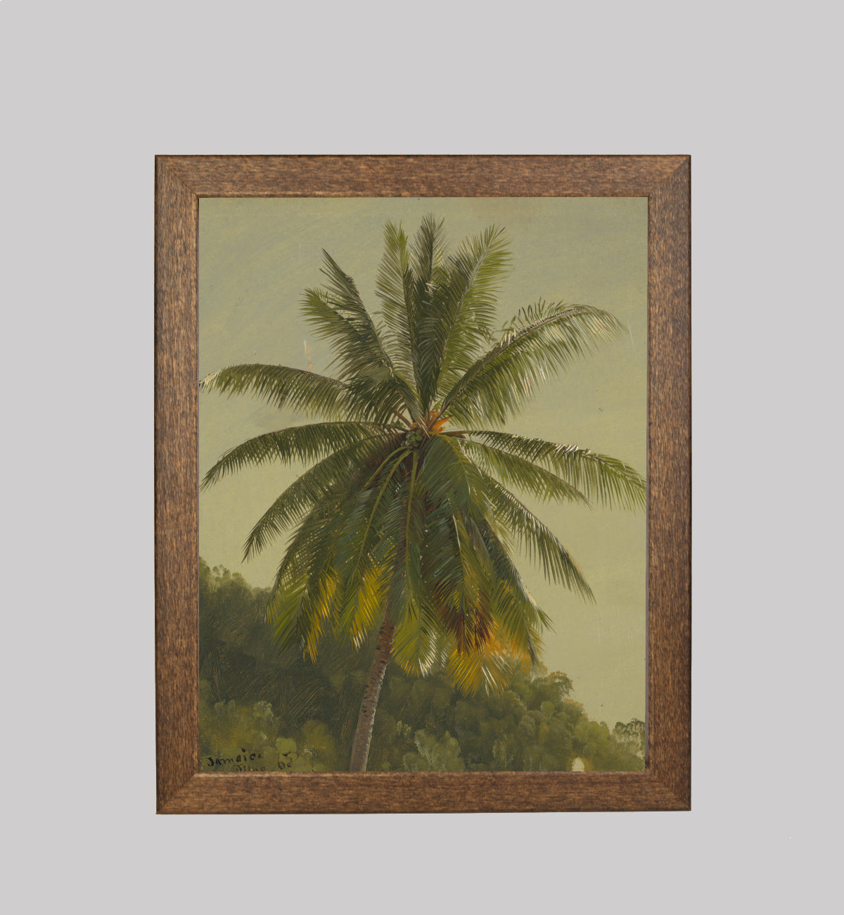 Palm Tree, West Indies