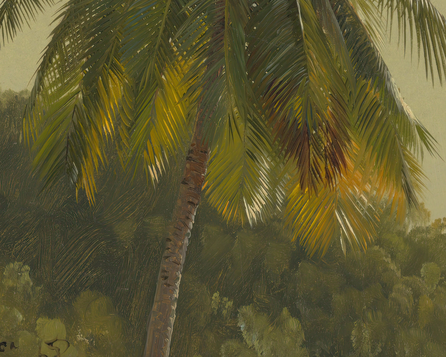 Palm Tree, West Indies