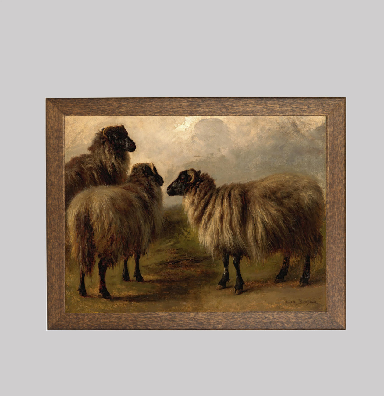 Three Woolly Sheep