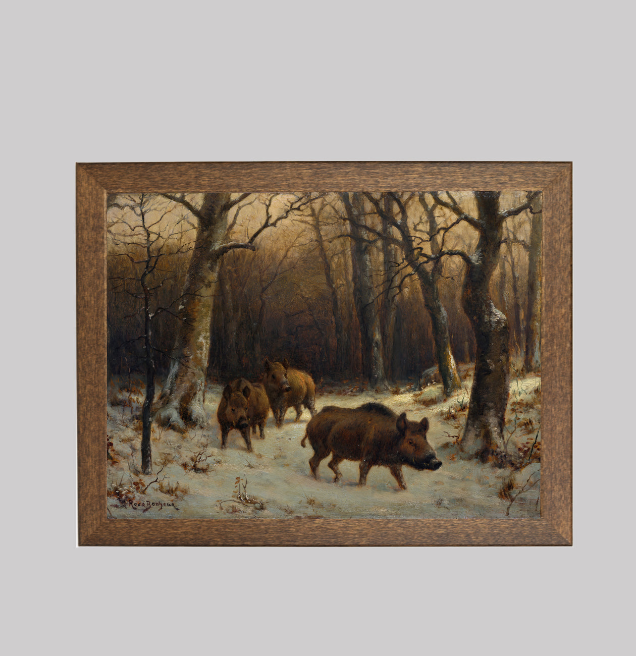Wild Boars in the Snow