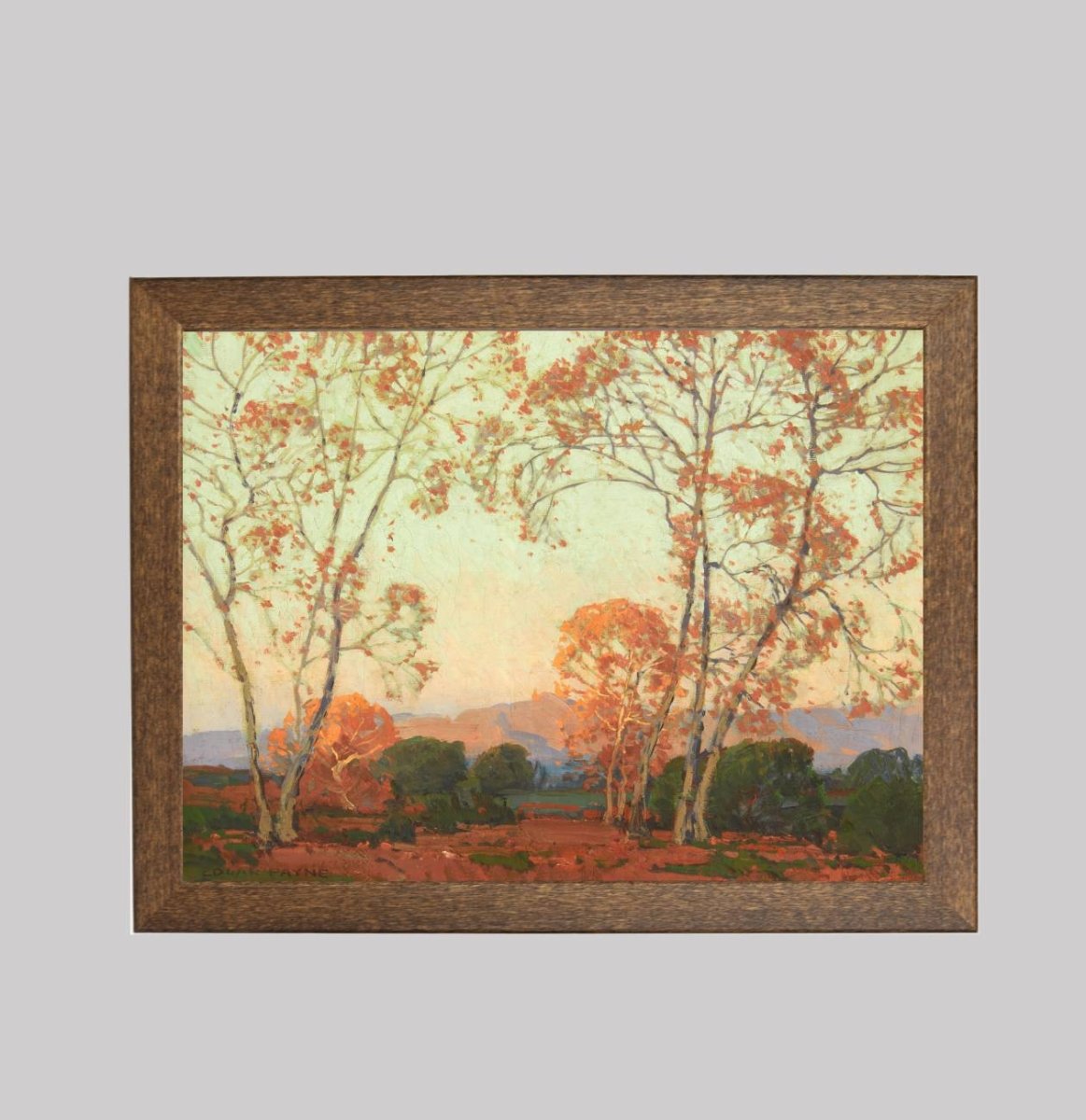 Young Sycamores in Autumn