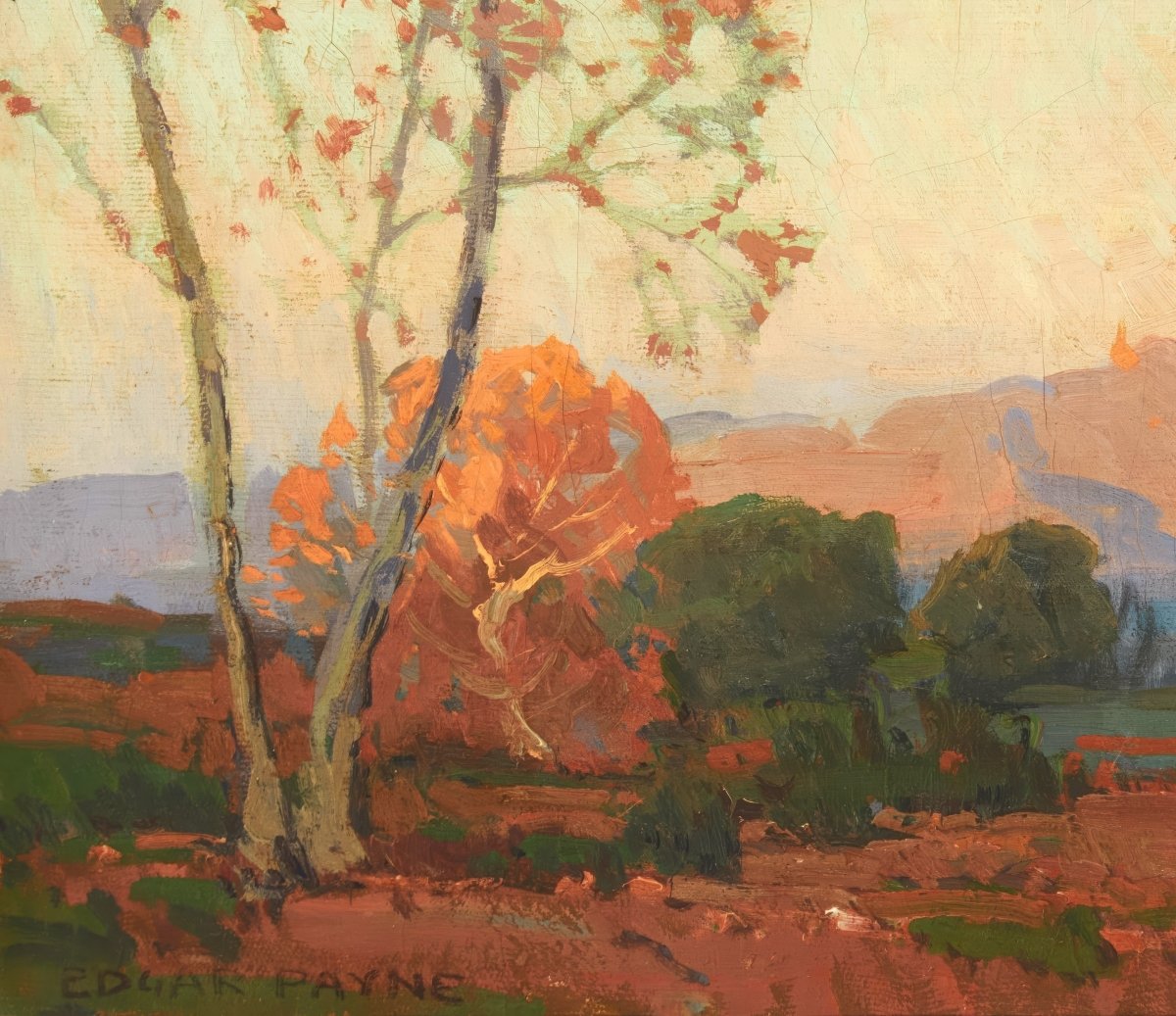 Young Sycamores in Autumn