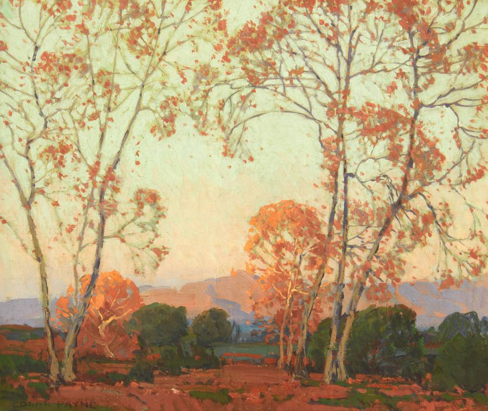 Young Sycamores in Autumn